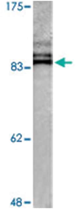 PIK3R1/PIK3R3 Rabbit anti-Human, Polyclonal Antibody, Abnova 100 &mu;L | Buy Online | Abnova Corporation | Fisher Scientific