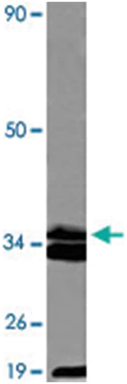 CASP8 Rabbit anti-Human, Polyclonal Antibody, Abnova 100 &mu;L | Buy Online | Abnova Corporation | Fisher Scientific