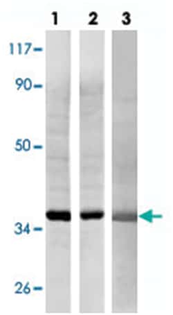 GAPDH Rabbit anti-Human, Mouse, Rat, Polyclonal Antibody, Abnova 100 &mu;L | Buy Online | Abnova Corporation | Fisher Scientific