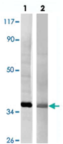 GAPDH Rabbit anti-Human, Mouse, Rat, Polyclonal Antibody, Abnova 100 &mu;L | Buy Online | Abnova Corporation | Fisher Scientific