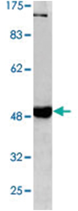 CASP9 (phospho Y153), Rabbit anti-Human, Polyclonal Antibody, Abnova 100 &mu;L | Buy Online | Abnova Corporation | Fisher Scientific