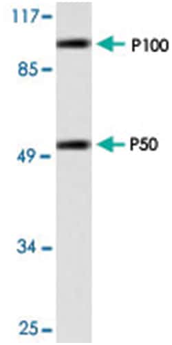 NFKB1 Rabbit anti-Human, Polyclonal Antibody, Abnova 100 &mu;L | Buy Online | Abnova Corporation | Fisher Scientific