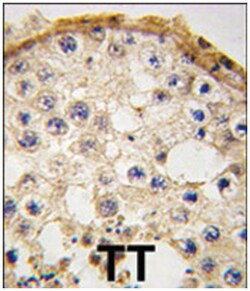 DDX4, Rabbit, Polyclonal Antibody, Abnova 400&mu;L; Unlabeled:Antibodies,