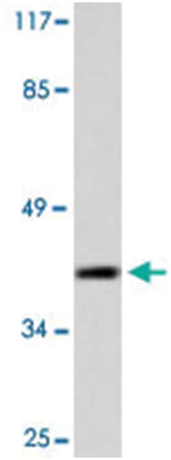 APAF1 Rabbit anti-Human, Polyclonal Antibody, Abnova 100 &mu;L | Buy Online | Abnova Corporation | Fisher Scientific