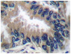 APAF1 Rabbit anti-Human, Polyclonal Antibody, Abnova 100 &mu;L | Buy Online | Abnova Corporation | Fisher Scientific