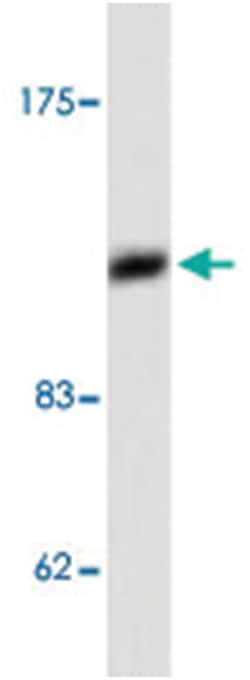 MAP3K5 Rabbit anti-Human, Polyclonal Antibody, Abnova 100 &mu;L | Buy Online | Abnova Corporation | Fisher Scientific
