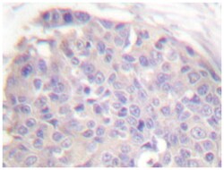CARD6 Rabbit anti-Human, Polyclonal Antibody, Abnova 100 &mu;L | Buy Online | Abnova Corporation | Fisher Scientific