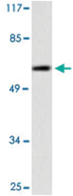 CASP10 Rabbit anti-Human, Polyclonal Antibody, Abnova 100 &mu;L | Buy Online | Abnova Corporation | Fisher Scientific