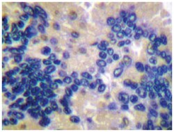 CASP10 Rabbit anti-Human, Polyclonal Antibody, Abnova 100 &mu;L | Buy Online | Abnova Corporation | Fisher Scientific