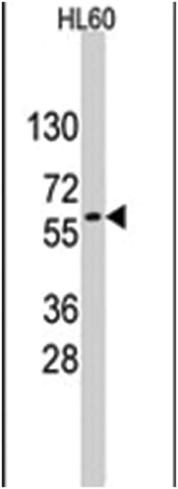 GNL3 Rabbit anti-Human, Polyclonal Antibody, Abnova 400 &mu;L | Buy Online | Abnova Corporation | Fisher Scientific
