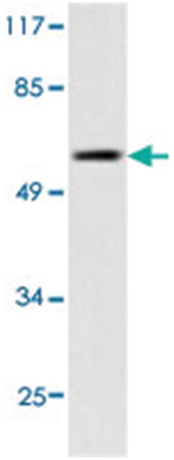 IRF3 Rabbit anti-Human, Polyclonal Antibody, Abnova 100&mu;L; Unlabeled:Antibodies,