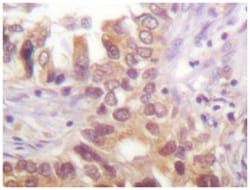 IRF3 Rabbit anti-Human, Polyclonal Antibody, Abnova 100&mu;L; Unlabeled:Antibodies,