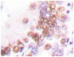 EP300 Rabbit anti-Human, Polyclonal Antibody, Abnova 100 &mu;L | Buy Online | Abnova Corporation | Fisher Scientific