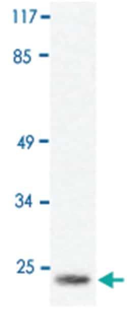 Histone H1 Rabbit anti-Human, Polyclonal Antibody, Abnova 100&mu;L; Unlabeled:Antibodies,