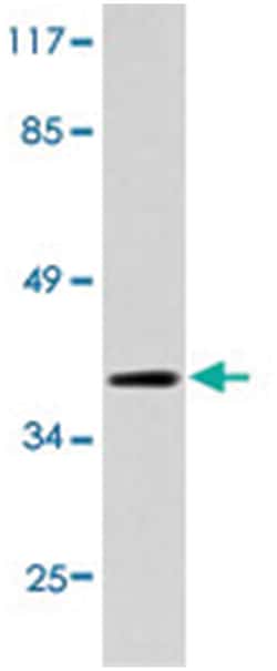 DUSP1 Rabbit anti-Human, Polyclonal Antibody, Abnova 100 &mu;L | Buy Online | Abnova Corporation | Fisher Scientific