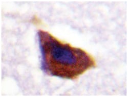 ADRB2 Rabbit anti-Human, Polyclonal Antibody, Abnova 100&mu;L; Unlabeled:Antibodies,
