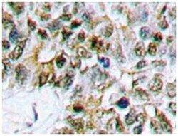 CASP9 Rabbit anti-Human, Polyclonal Antibody, Abnova 100&mu;L; Unlabeled:Antibodies,