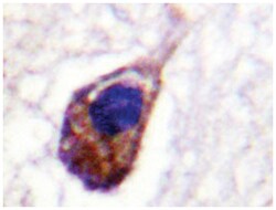 GJA1 Rabbit anti-Human, Polyclonal Antibody, Abnova 100&mu;L; Unlabeled:Antibodies,