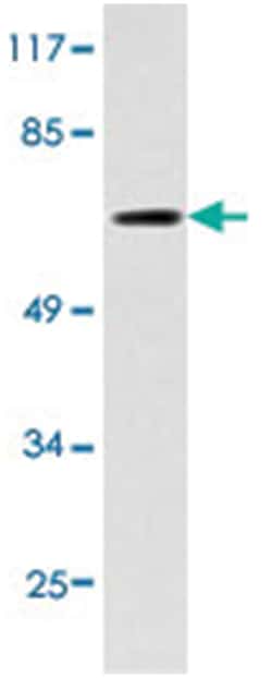 GRB10 Rabbit anti-Human, Polyclonal Antibody, Abnova 100 &mu;L | Buy Online | Abnova Corporation | Fisher Scientific