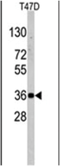 NANOS1 Rabbit anti-Human, Polyclonal Antibody, Abnova 400&mu;L; Unlabeled:Antibodies,