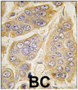 NANOS1 Rabbit anti-Human, Polyclonal Antibody, Abnova 400&mu;L; Unlabeled:Antibodies,