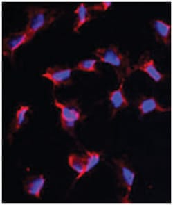 NANOS1 Rabbit anti-Human, Polyclonal Antibody, Abnova 400&mu;L; Unlabeled:Antibodies,