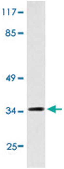 CASP9 Rabbit anti-Human, Polyclonal Antibody, Abnova 100 &mu;L | Buy Online | Abnova Corporation | Fisher Scientific