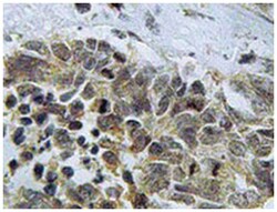 CASP9 Rabbit anti-Human, Polyclonal Antibody, Abnova 100 &mu;L | Buy Online | Abnova Corporation | Fisher Scientific