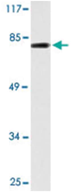 BACH1 Rabbit anti-Human, Polyclonal Antibody, Abnova 100 &mu;L | Buy Online | Abnova Corporation | Fisher Scientific