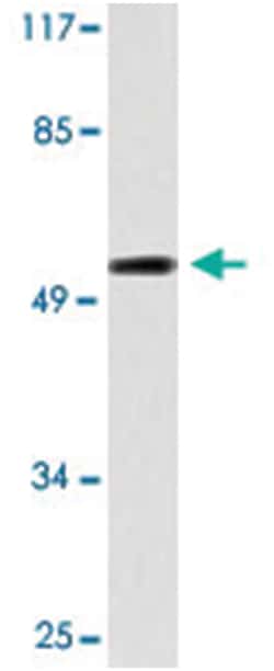 CDKL2 Rabbit anti-Human, Polyclonal Antibody, Abnova 100 &mu;L | Buy Online | Abnova Corporation | Fisher Scientific