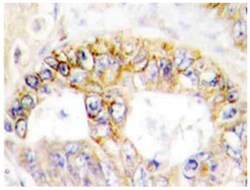 COX4I1 Rabbit anti-Human, Polyclonal Antibody, Abnova 100 &mu;L | Buy Online | Abnova Corporation | Fisher Scientific
