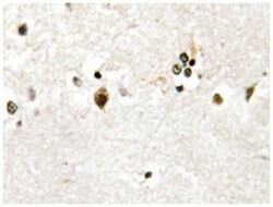 HES6, Rabbit, Polyclonal Antibody, Abnova 100&mu;L; Unlabeled:Antibodies,