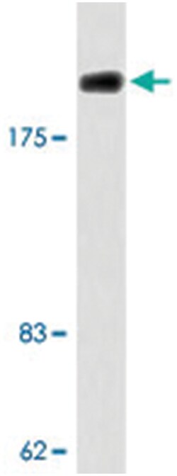 COL5A1 Rabbit anti-Human, Polyclonal Antibody, Abnova 100 &mu;L | Buy Online | Abnova | Fisher Scientific