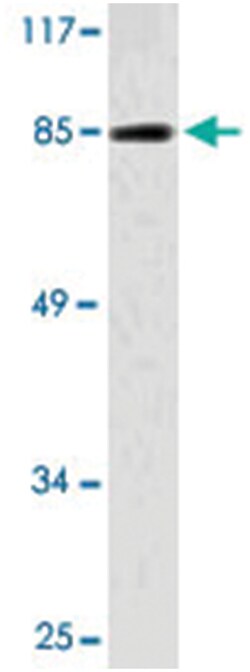 NBN Rabbit anti-Human, Polyclonal Antibody, Abnova 100&mu;L; Unlabeled:Antibodies,