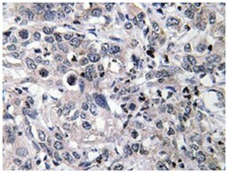 CYP2C19 Rabbit anti-Human, Polyclonal Antibody, Abnova 100 &mu;L | Buy Online | Abnova Corporation | Fisher Scientific
