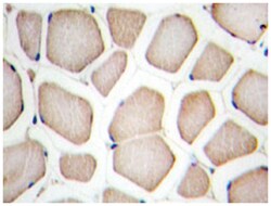 CFLAR Rabbit anti-Human, Polyclonal Antibody, Abnova 100 &mu;L | Buy Online | Abnova Corporation | Fisher Scientific