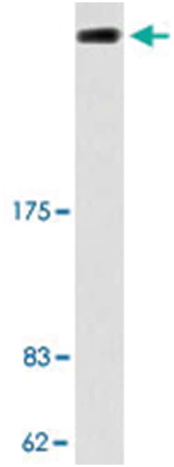 AKAP13, Rabbit, Polyclonal Antibody, Abnova 100&mu;L; Unlabeled:Antibodies,