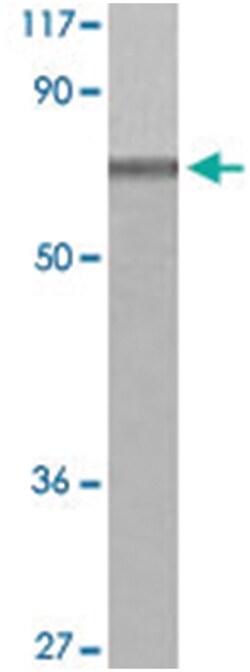 EMR3 Rabbit anti-Human, Polyclonal Antibody, Abnova 100 &mu;L | Buy Online | Abnova | Fisher Scientific