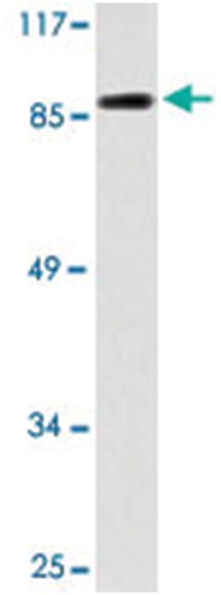 EMR2 Rabbit anti-Human, Polyclonal Antibody, Abnova 100&mu;L; Unlabeled:Antibodies,