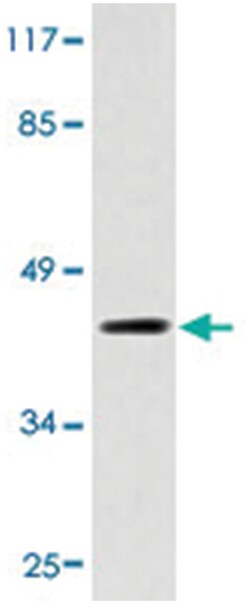 GPR150, Rat, Polyclonal Antibody, Abnova 100&mu;L; Unlabeled:Antibodies,