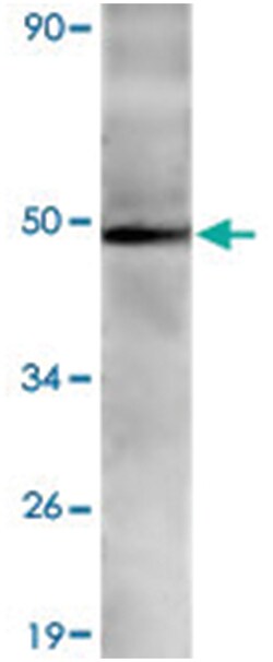 OPRM1 Rabbit anti-Human, Polyclonal Antibody, Abnova 100 &mu;L | Buy Online | Abnova | Fisher Scientific