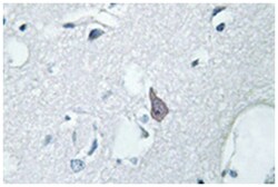 OPRM1 Rabbit anti-Human, Polyclonal Antibody, Abnova 100 &mu;L | Buy Online | Abnova | Fisher Scientific