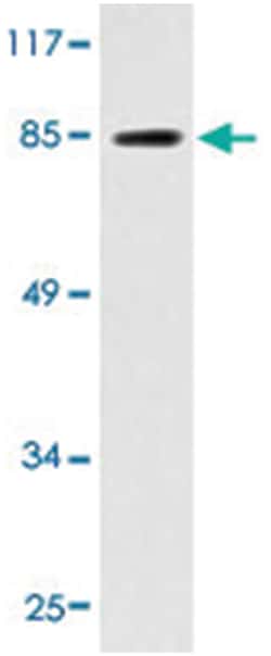 EMR2 Rabbit anti-Human, Polyclonal Antibody, Abnova 100 &mu;L | Buy Online | Abnova | Fisher Scientific