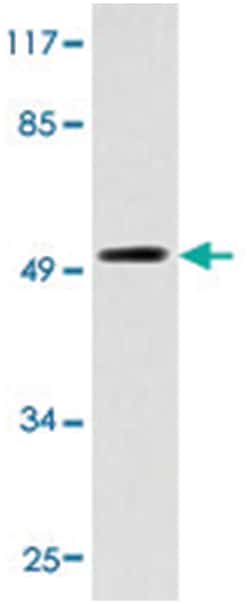 OPN4 Rabbit anti-Human, Polyclonal Antibody, Abnova 100 &mu;L | Buy Online | Abnova Corporation | Fisher Scientific