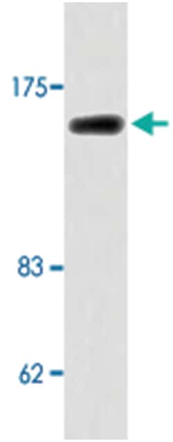 MLH3 Rabbit anti-Human, Polyclonal Antibody, Abnova 100 &mu;L | Buy Online | Abnova Corporation | Fisher Scientific