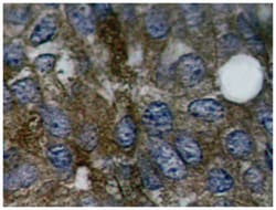 HSPB1 (phospho S15), Rabbit anti-Human, Polyclonal Antibody, Abnova 100 &mu;L | Buy Online | Abnova | Fisher Scientific