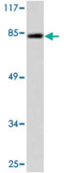 ICAM1 (phospho Y512), Rabbit anti-Human, Polyclonal Antibody, Abnova 100 &mu;L | Buy Online | Abnova Corporation | Fisher Scientific