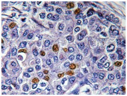 IRF3 (phospho S385), Rabbit anti-Human, Polyclonal Antibody, Abnova 100&mu;L;