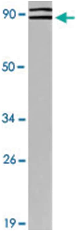 ICAM1 Rabbit anti-Human, Polyclonal Antibody, Abnova 100 &mu;L | Buy Online | Abnova | Fisher Scientific