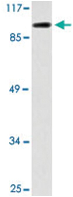 KIF20A Rabbit anti-Human, Polyclonal Antibody, Abnova 100 &mu;L | Buy Online | Abnova | Fisher Scientific